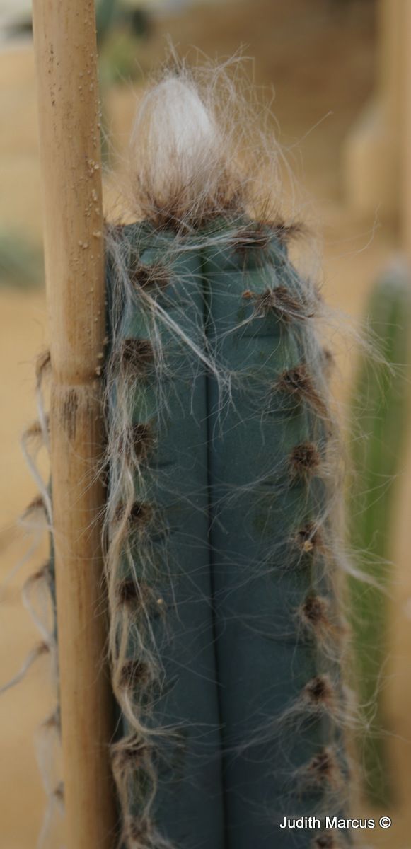 Pilosocereus azureus - Blue Torch Cactus, פילוסוקראוס כחול