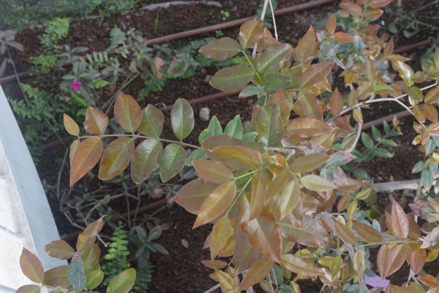 Plinia cauliflora - Jaboticaba, Brazilian Grape Tree, פליניית פורחת-גזע