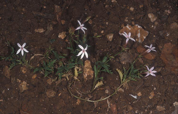Laurentia axillaris - Rock Isotome, Star Flower, לאורנטיית חיקית, לאורנטיית חיקית