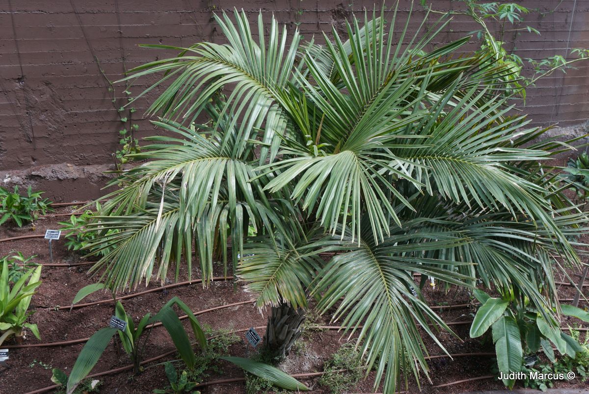 Syagrus schizophylla - Arikury Palm, סייגרוס מחולק