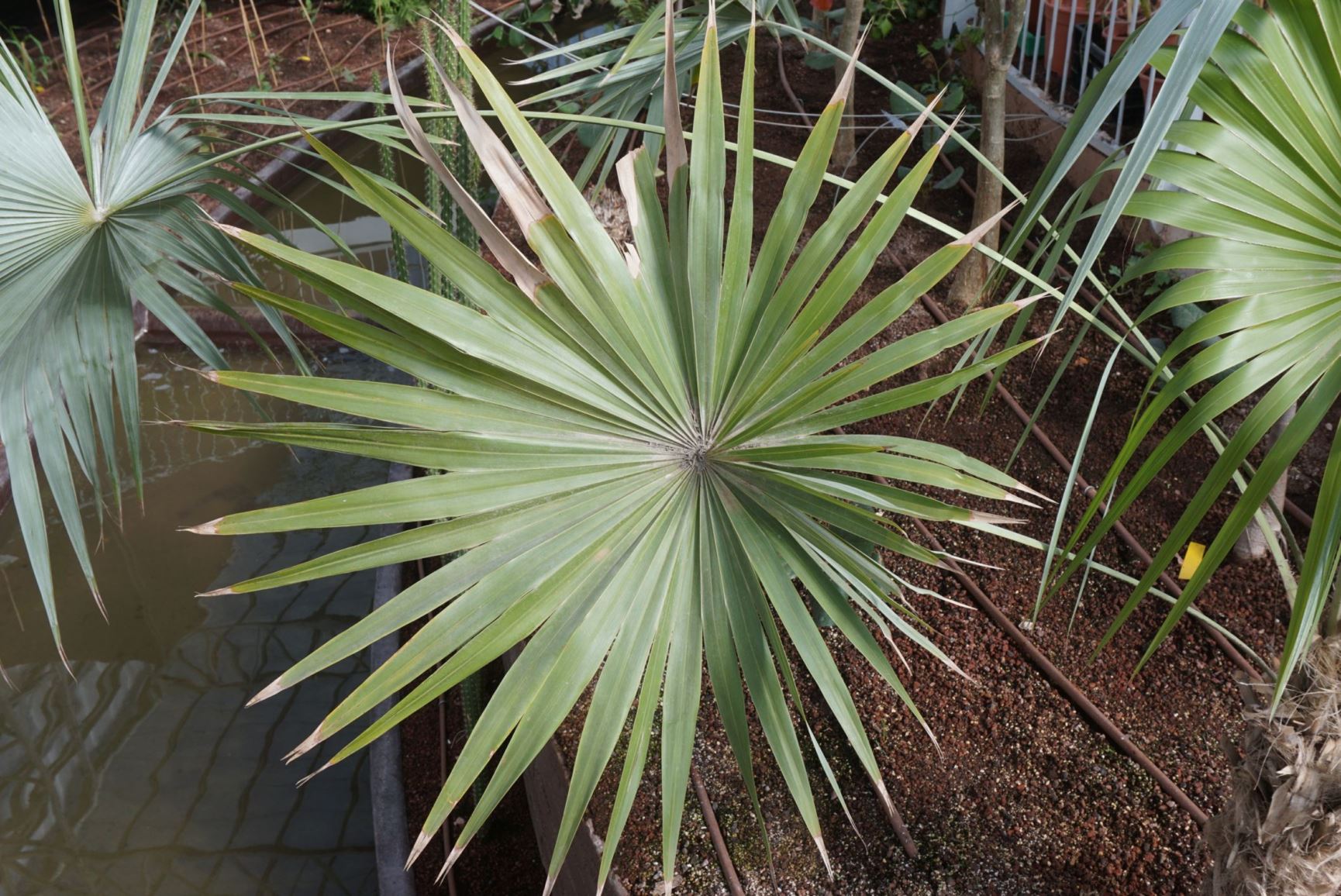 Leucothrinax morrisii - Key Thatch PalKey Thatch Palm, Brittle Thatch Palmm, תרינקס מוריס, תרינקס מוריס