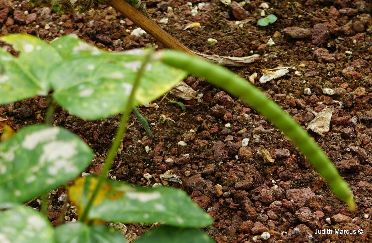 Vigna unguiculata - Jerusalem Pea , לוביה שחורת-עין, לוביה שחורת-עין