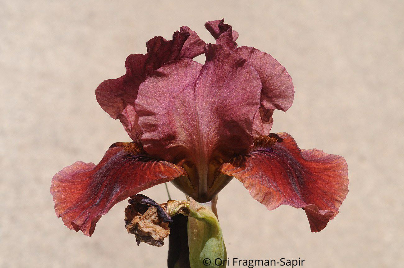 Iris × germanica 'Superstition' - איריס גרמני 'סופרסטישן', איריס גרמני 'סופרסטישן'