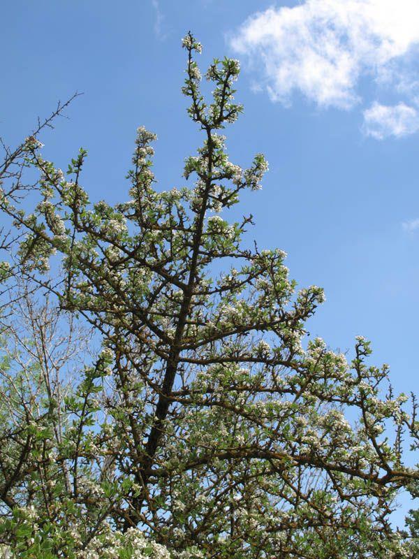 Pyrus spinosa - Almond-leaved Pear, Almond-leaf Pear, אגס קוצני, אגס קוצני, אגס שקדי