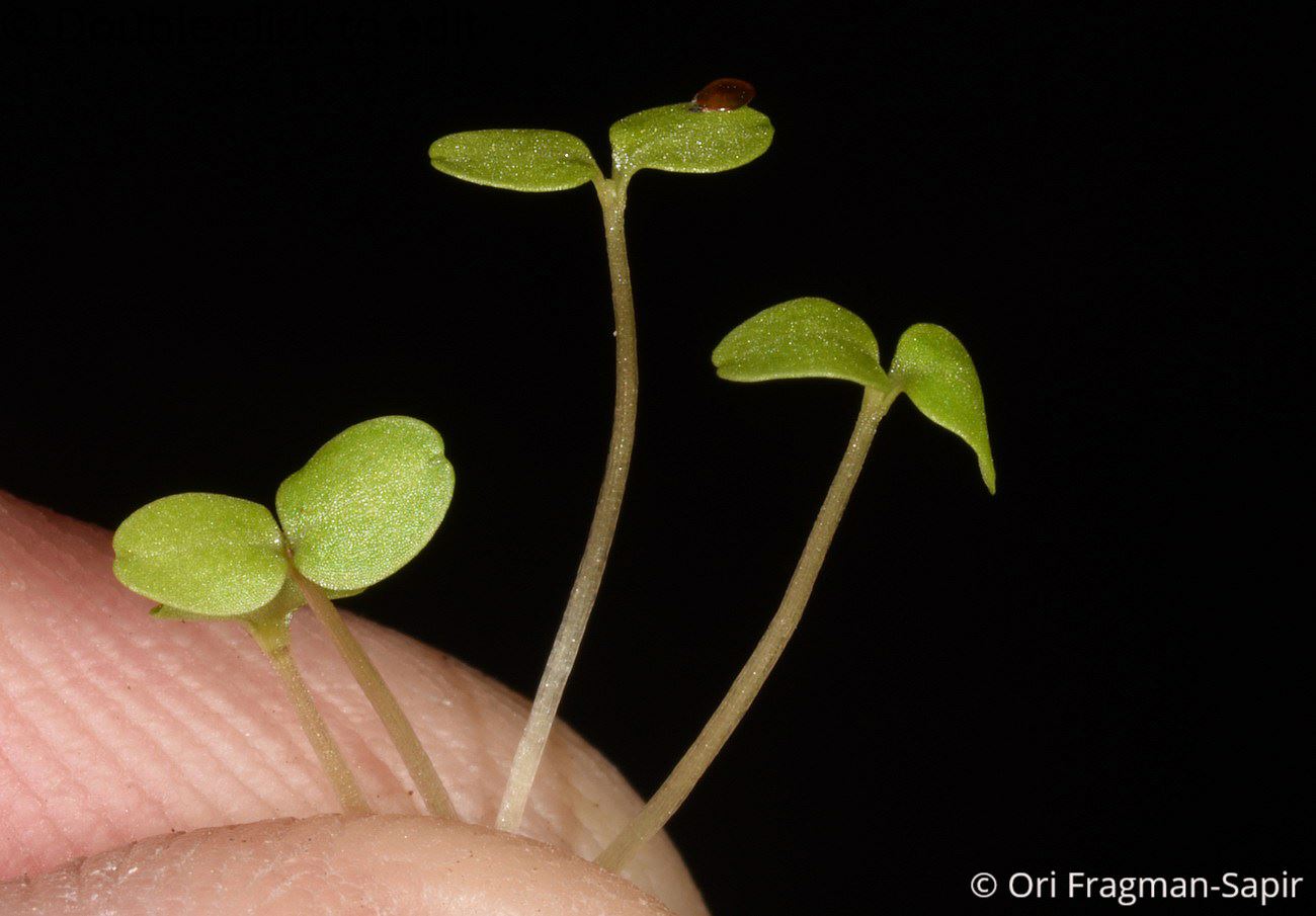 Legousia hybrida - Annual Bellflower, סגולית הכלאיים