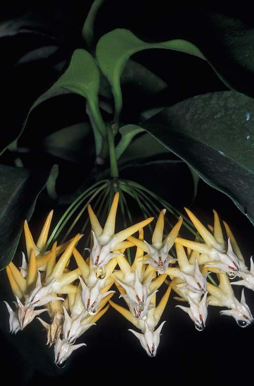 Hoya multiflora - Shooting Stars, בת-שבע רבת-פרחים, בת-שבע רבת-פרחים