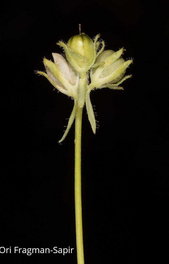 Linaria micrantha - Small-flowered Toadflax, פשתנית זעירה, פשתנית זעירה