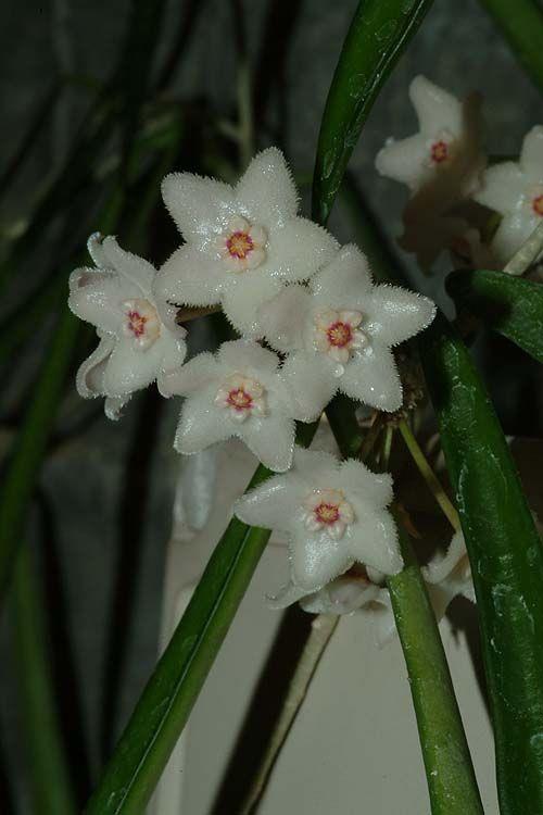 Hoya longifolia - String Bean Plant, בת-שבע ארוכת-עלים, בת-שבע ארוכת-עלים
