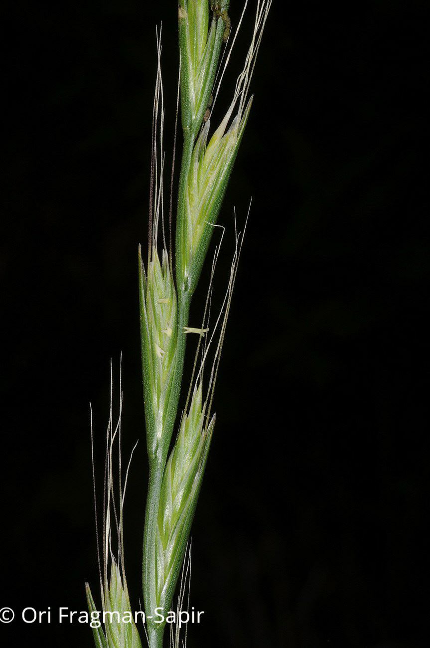 Lolium persicum - Persian Ryegrass, זון פרסי