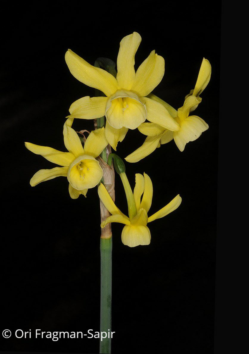 Narcissus 'Hawera' - נרקיס 'האוורה', נרקיס 'האוורה'