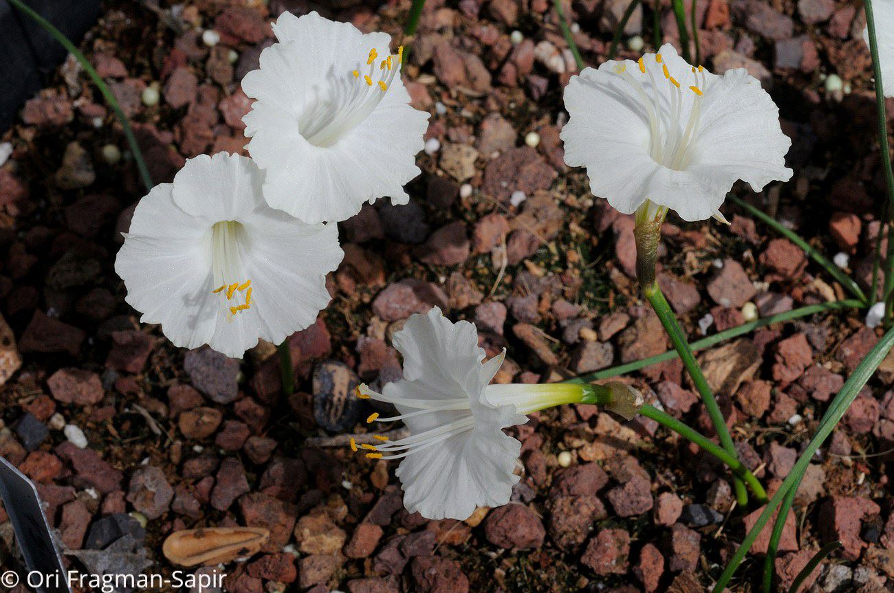 Narcissus cantabricus - White Hoop Petticoat Daffodil, נרקיס קנטברי, נרקיס קנטברי
