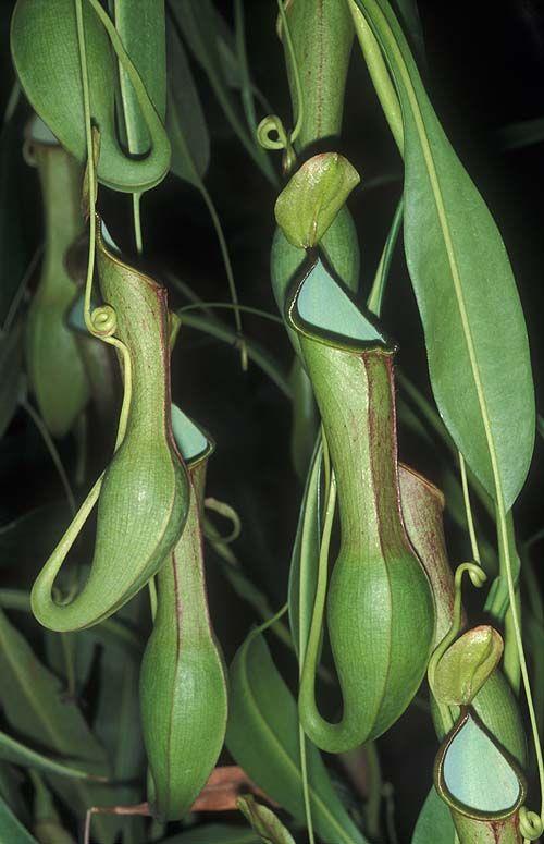 Nepenthes alata - Winged Pitcher Plant , כדנית מכונפת, כדנית מכונפת