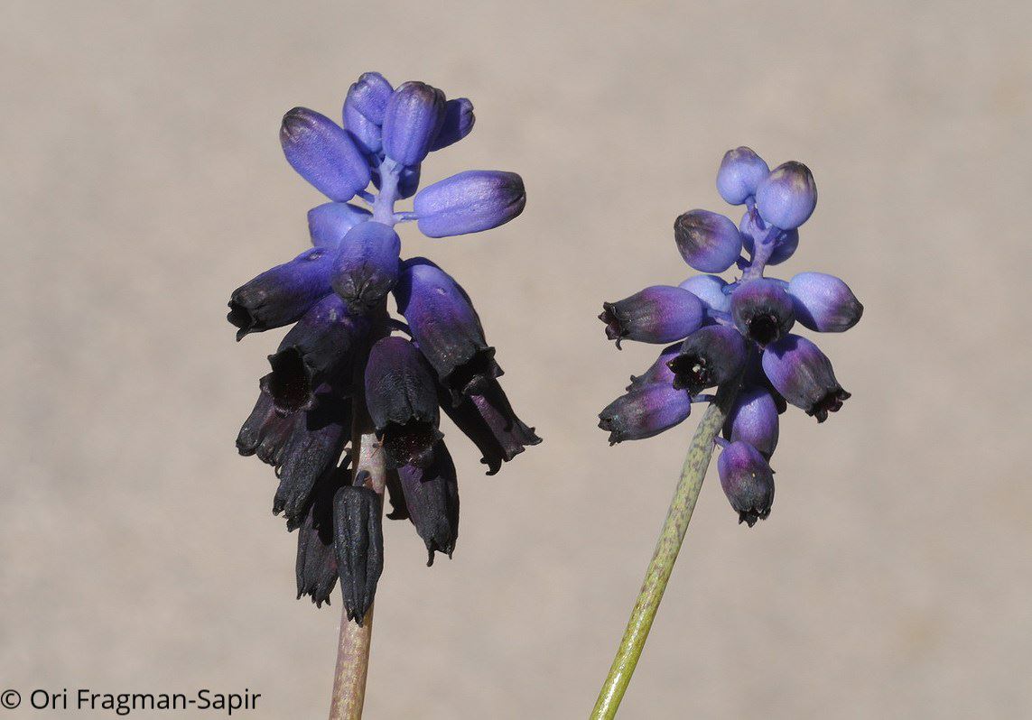 Muscari inconstrictum - Dark Grape Hyacinth, כדן סגול, כדן סגול, כדן פעור