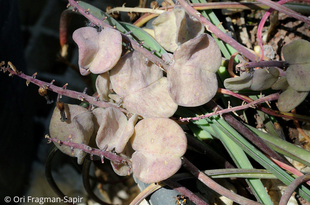 Muscari macrocarpum - Yellow Grape Hyacinth, כדן גדול-פירות, כדן גדול-פירות