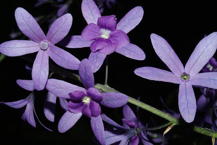 Petrea volubilis - Purple Wreath, Queen's Wreath, Sandpaper Vine, פטראה משתרגת, פטראה משתרגת