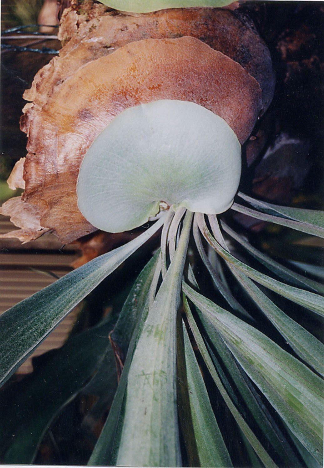 Platycerium bifurcatum - Common Staghorn Fern, Elkhorn Fern, קרן-אייל דו-קרנית, קרן אייל דו-קרנית