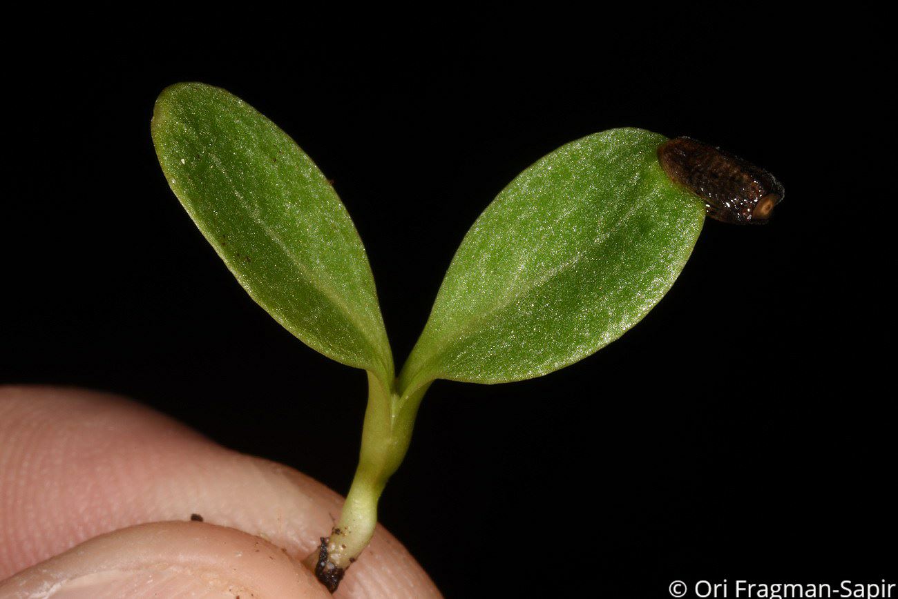 Onopordum blancheanum - חוחן בלאנש