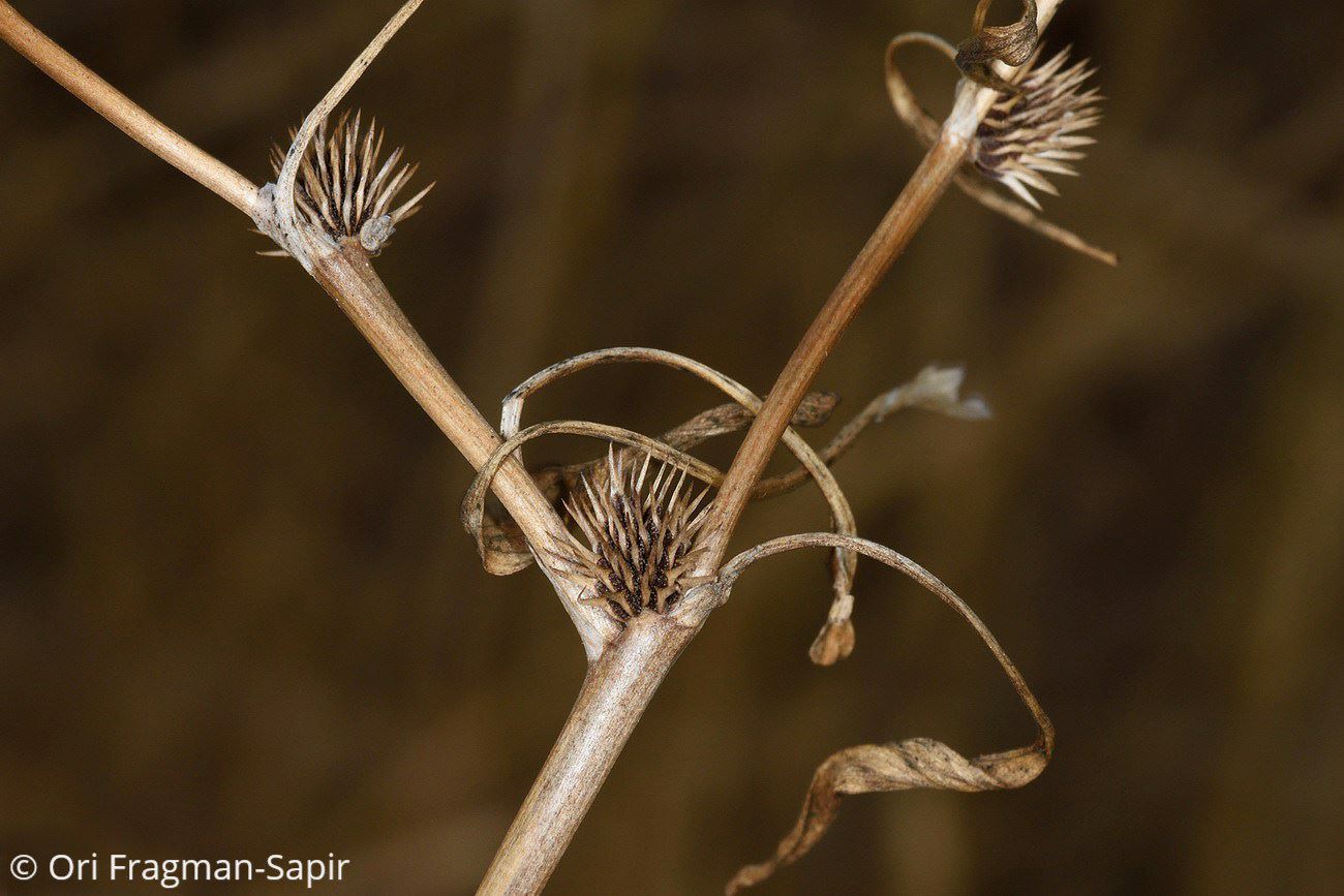 Ranunculus lateriflorus - Lateral-flowered Buttercup, נורית חיקית, נורית חיקית