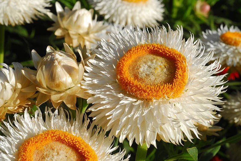 Xerochrysum bracteatum - Strawflower, Everlasting Daisy, Golden Everlasting, חפן מחופה, חפן מחופה