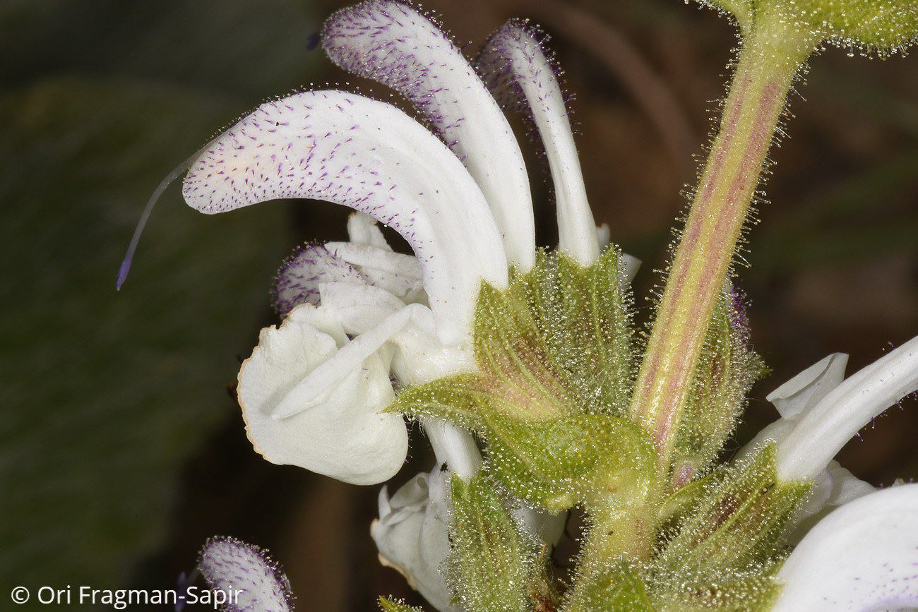 Salvia microstegia - Fleecy Sage, מרווה בוצינית, מרווה בוצינית