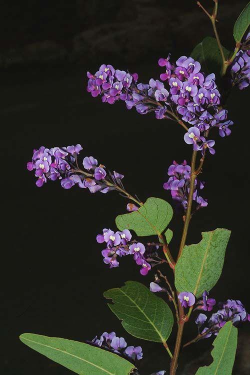 Hardenbergia violacea - False Sarsaparilla, Purple Coral Pea, Happy Wanderer, Native Lilac, הרדנברגיה פשוטת-עלים, הרדנברגיה פשוטת-עלים