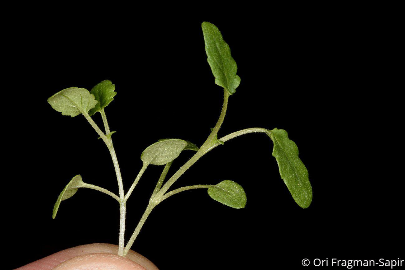Scrophularia libanotica - Lebanon Figwort, לוענית הלבנון, לוענית  הלבנון