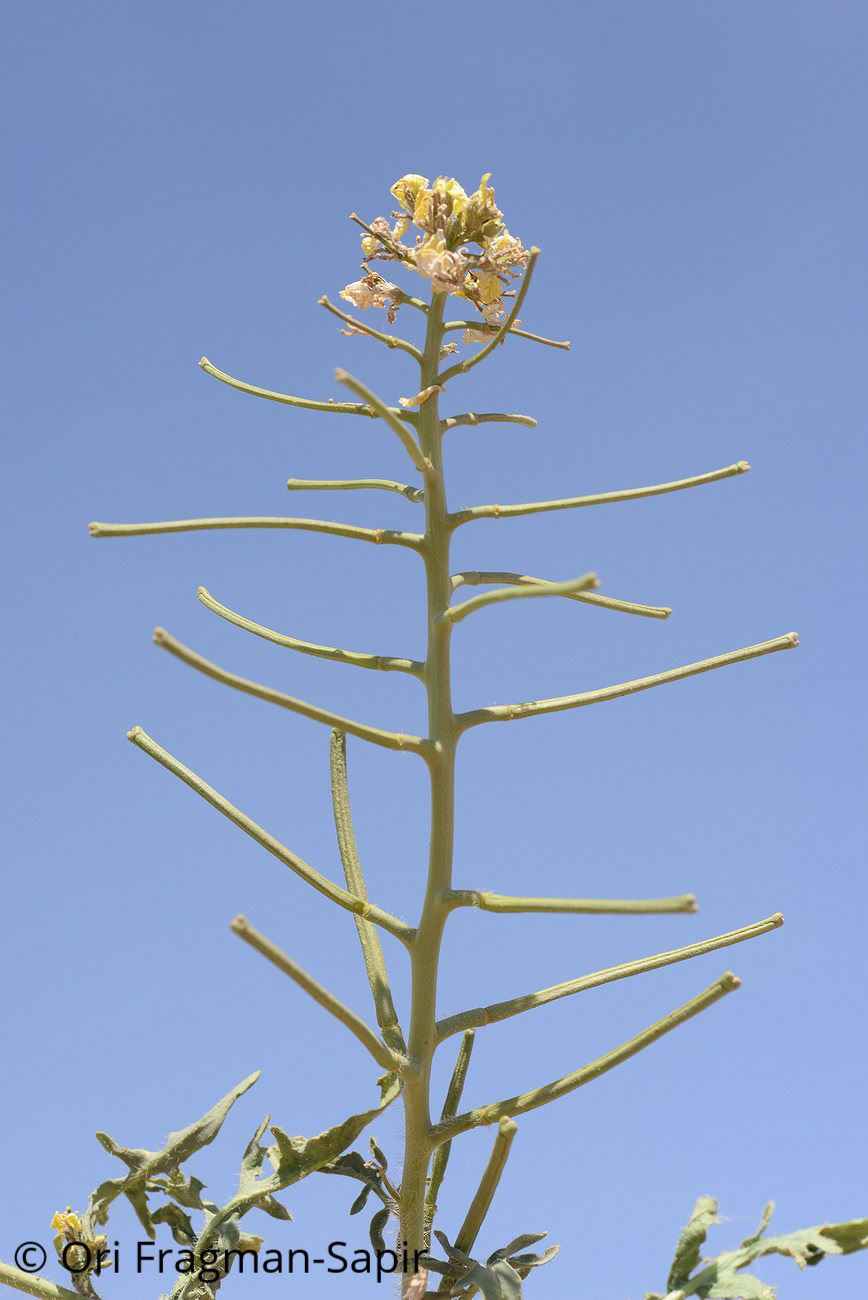 Sisymbrium septulatum - Partitioned Rocket, Large-flowered Rocket, תודרה נאה