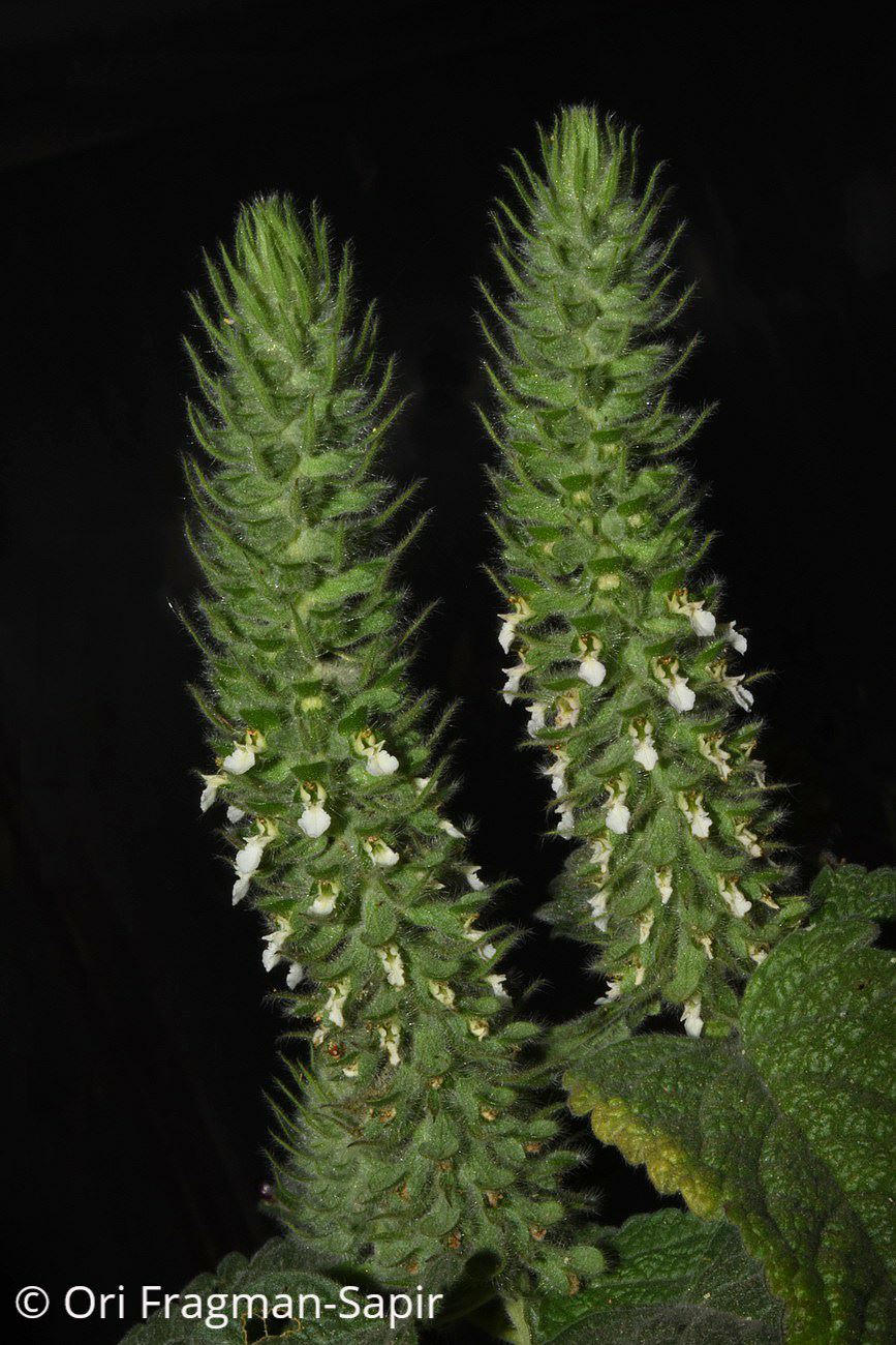 Teucrium lamiifolium - געדת החורש, געדת החורש