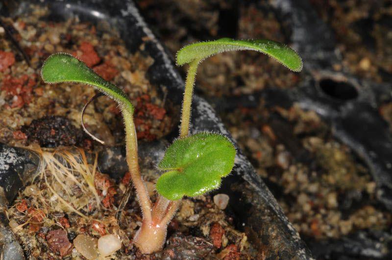 Pelargonium endlicherianum - Turkish Pelargonium , פלרגון אנדליכר, פלרגון אנדליכר