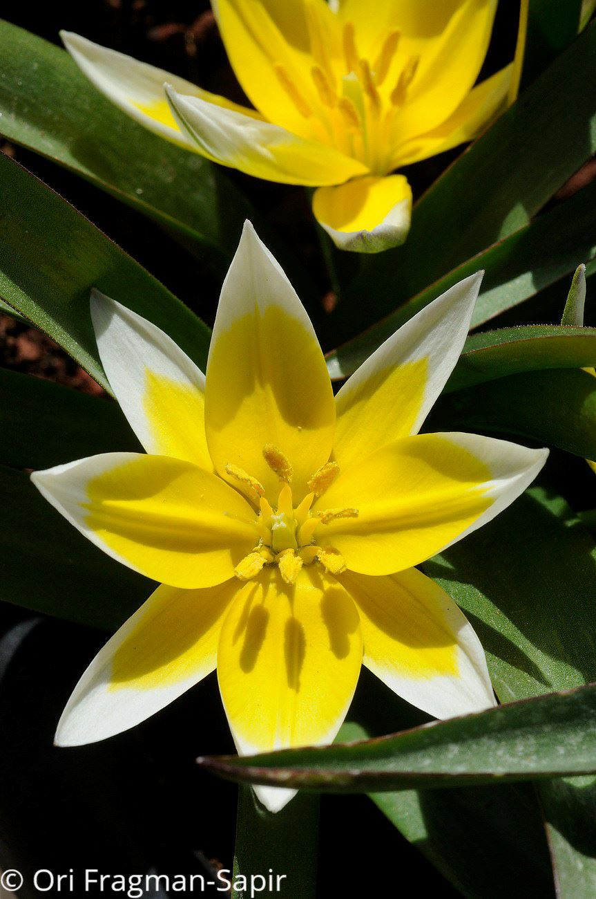 Tulipa urumiensis - Urmiyeh tulip, Late Tulip, Tarda Tulip, צבעוני אורמיה, צבעוני אפיל