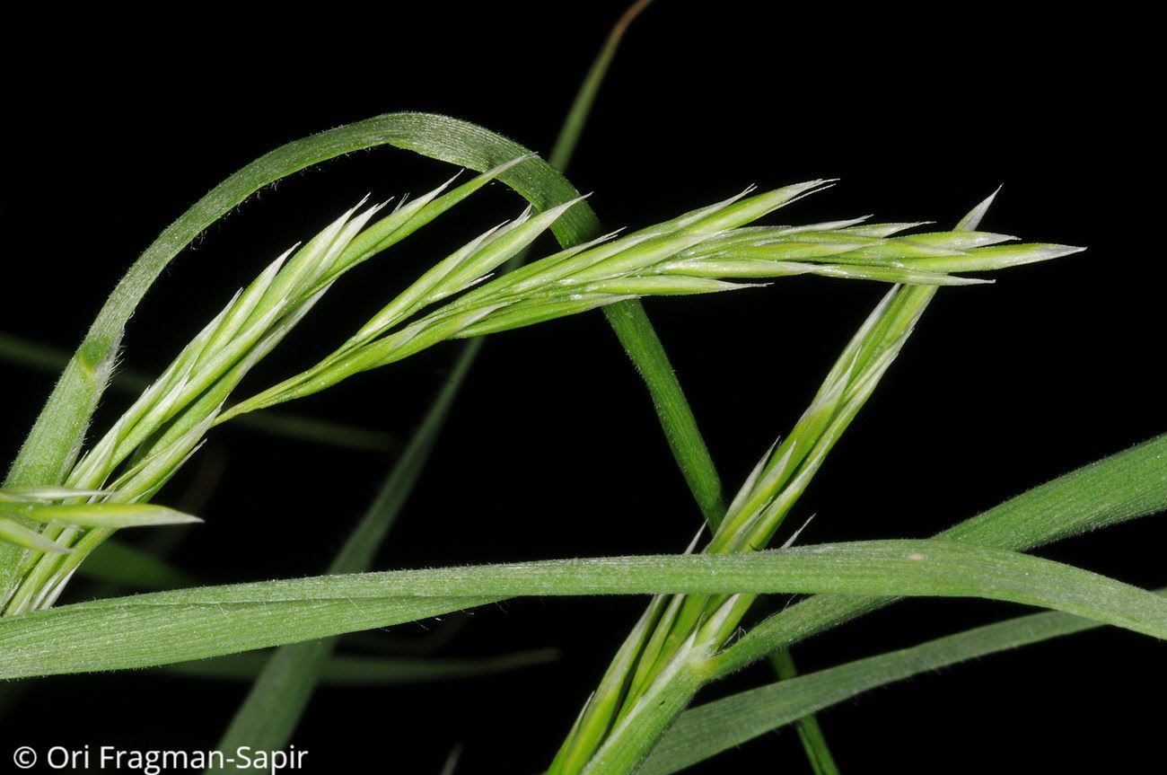 Trisetaria michelii - Michelii Oat Grass, אבליניית מישל