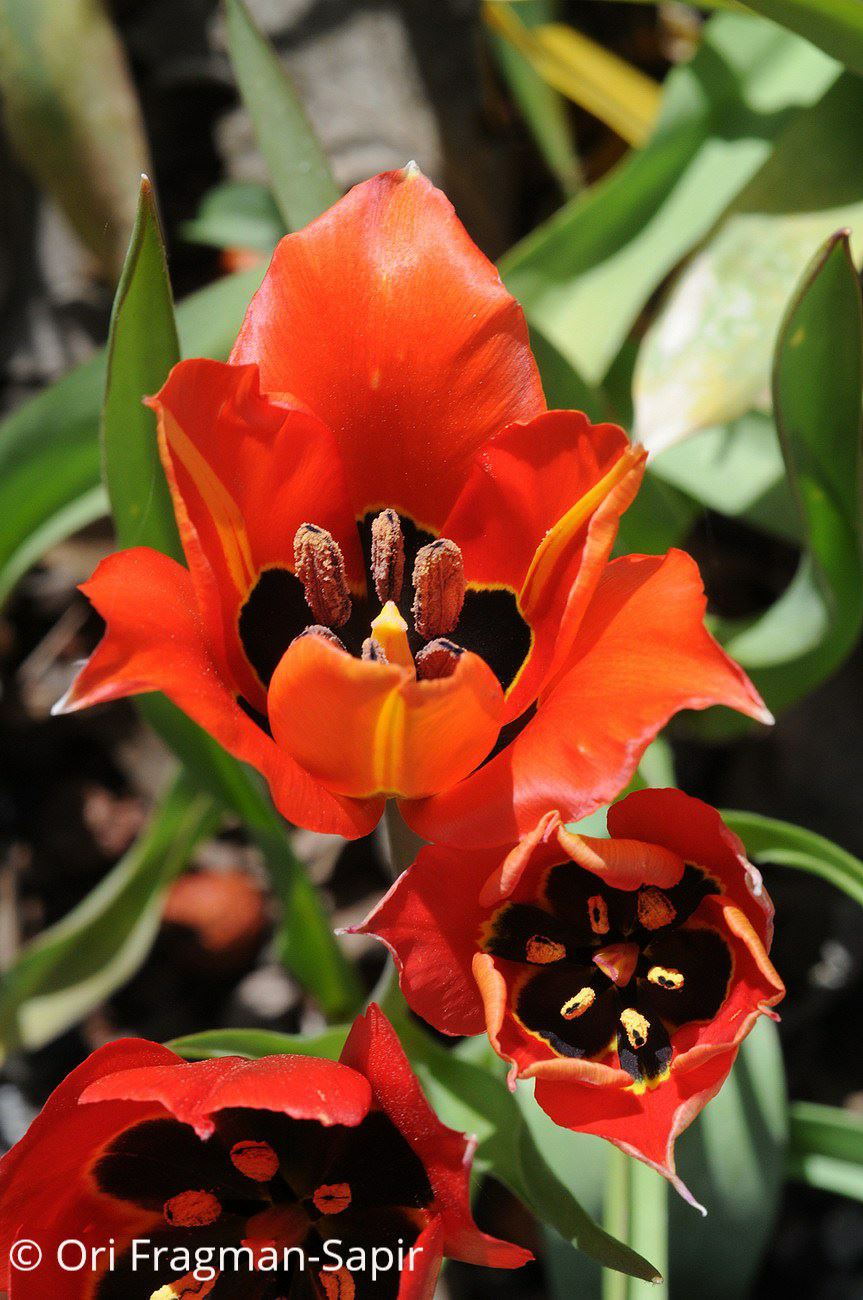 Tulipa agenensis - Agen Tulip, Eyed Tulip, Sun’s-eye Tulip, צבעוני