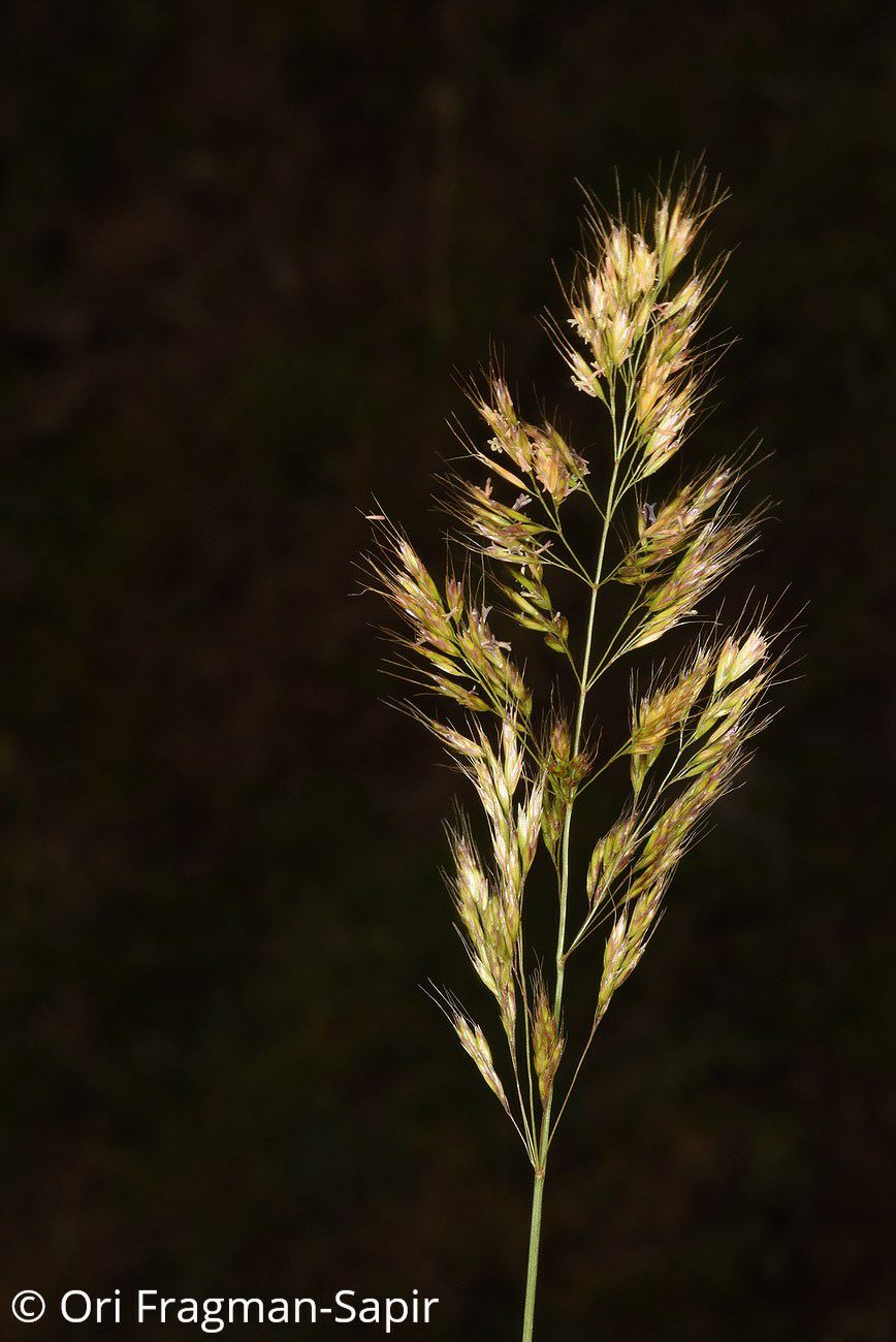 Trisetum flavescens - Yellow Oat Grass, שילשון מצהיב