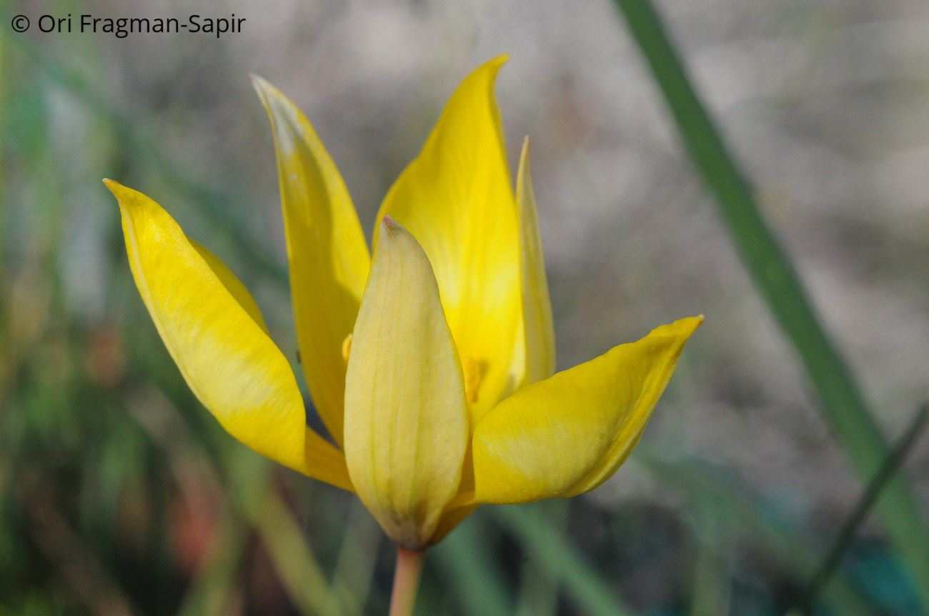 Tulipa sylvestris - Wild Tulip, צבעוני היערות, צבעוני היערות
