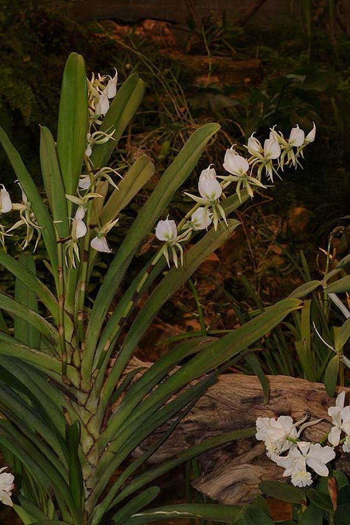Angraecum eburneum - שביטן שנהבי, שביטן שנהבי