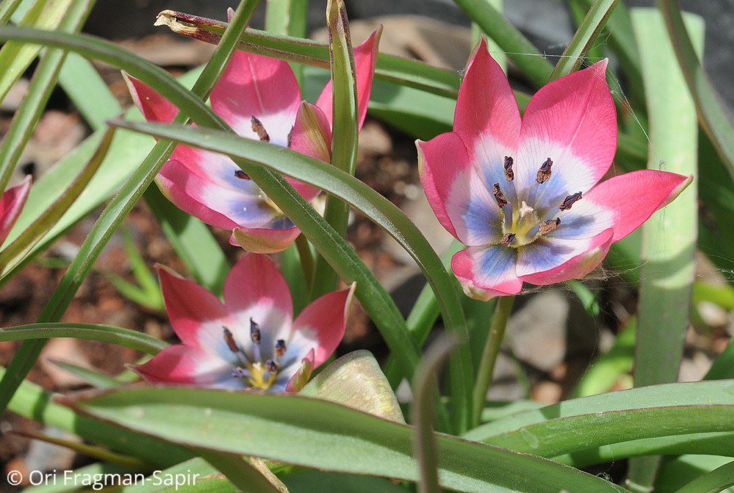 Tulipa humilis 'Little Beauty' - צבעוני נמוך 'ליטל ביוטי', צבעוני נמוך 'ליטל ביוטי'
