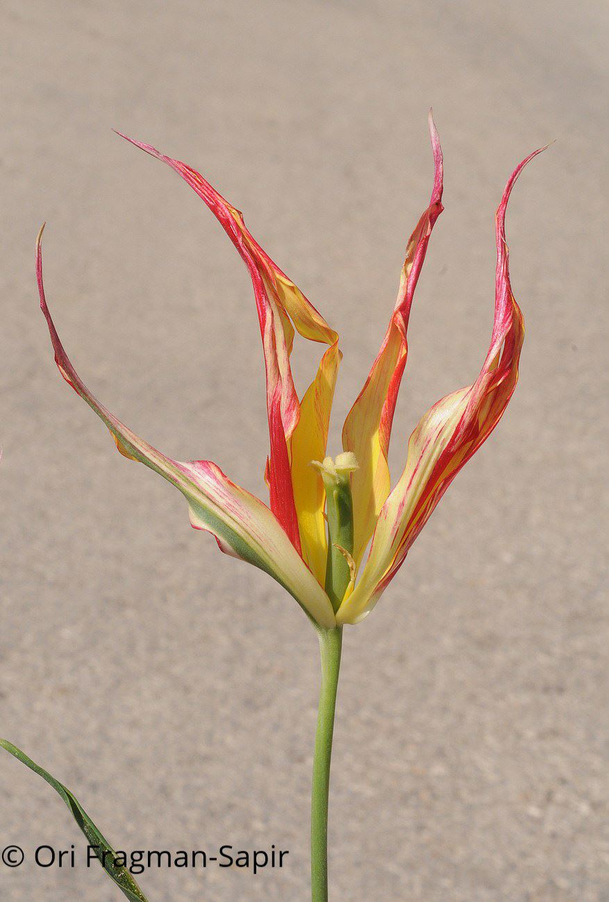 Tulipa 'Cornuta' - Turkish Tulip, Fire Flame, Horned Tulip , צבעוני מקרין, צבעוני 'מקרין'