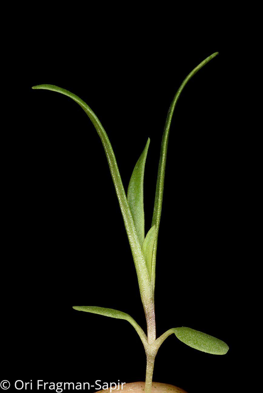 Velezia fasciculata - Compact Velezia, Dense Velezia, Fascicled Velezia, גביעול מאוגד
