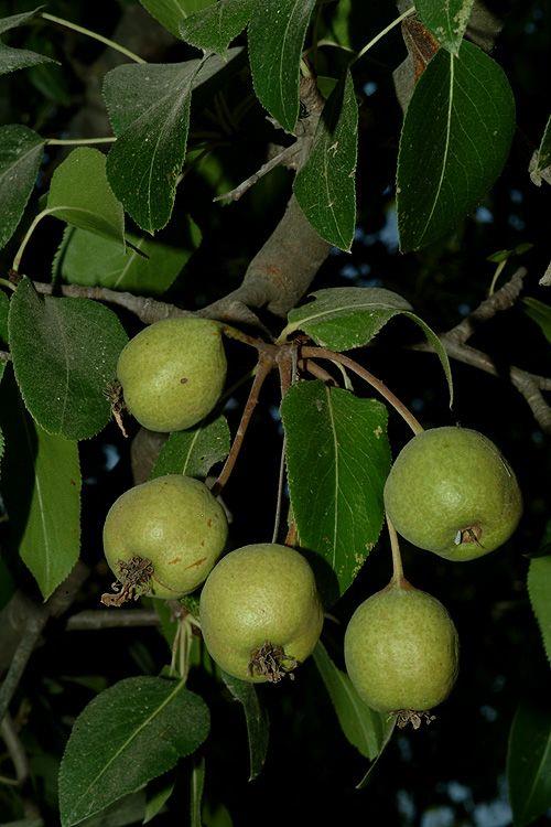 Pyrus salicifolia - Willow-leafed Pear, Willowleaf Pear, Weeping Silver Pear, אגס ערבתי, אגס ערבתי