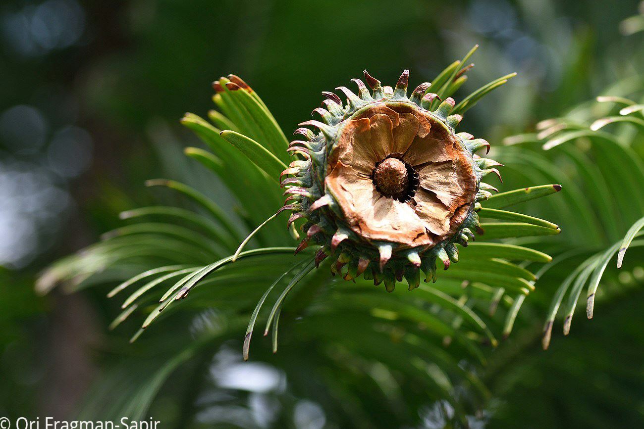 Wollemia nobilis - Wollemi Pine, וולמיית נובל, וולמיית נובל
