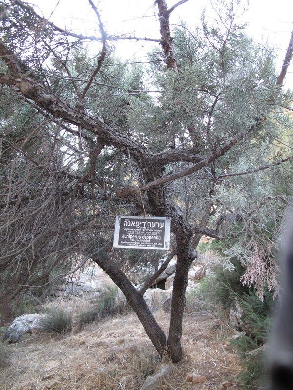 Juniperus deppeana - Alligator Juniper, Checkerbark Juniper, ערער דֶפֶּה