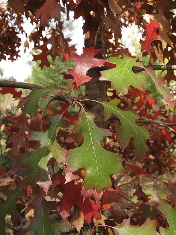 Quercus buckleyi - Texas Red Oak, Spanish Oak, אלון באקלי, אלון באקלי
