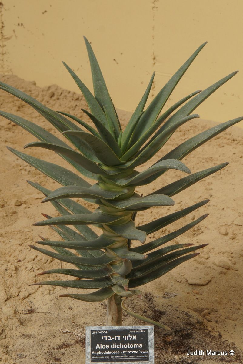 Aloe dichotoma - Quiver Tree, Kokerboom, אלווי דו-בדי, אלווי דו-בדי, אלווי דו-קרני