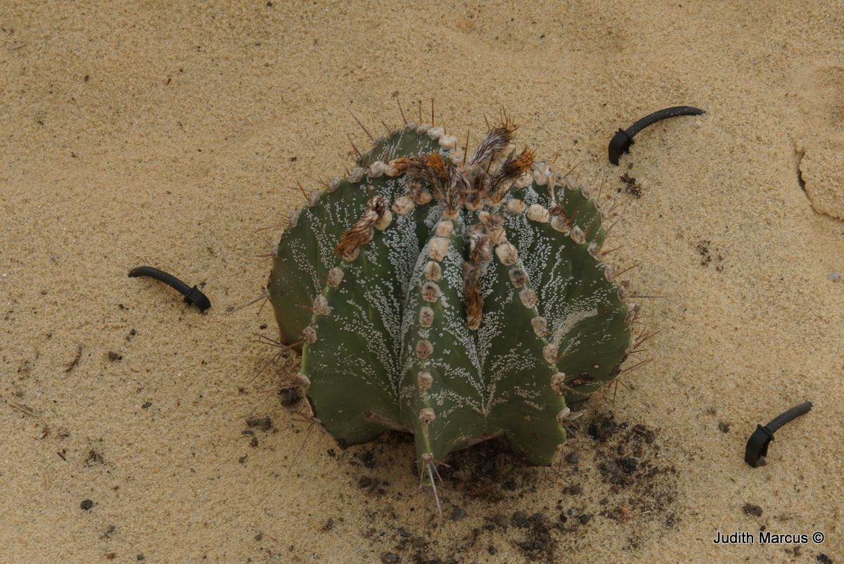 Astrophytum ornatum - Monk's Hood, Star Cactus, אסטרופיטום מקושט, אסטרופיטום מקושט