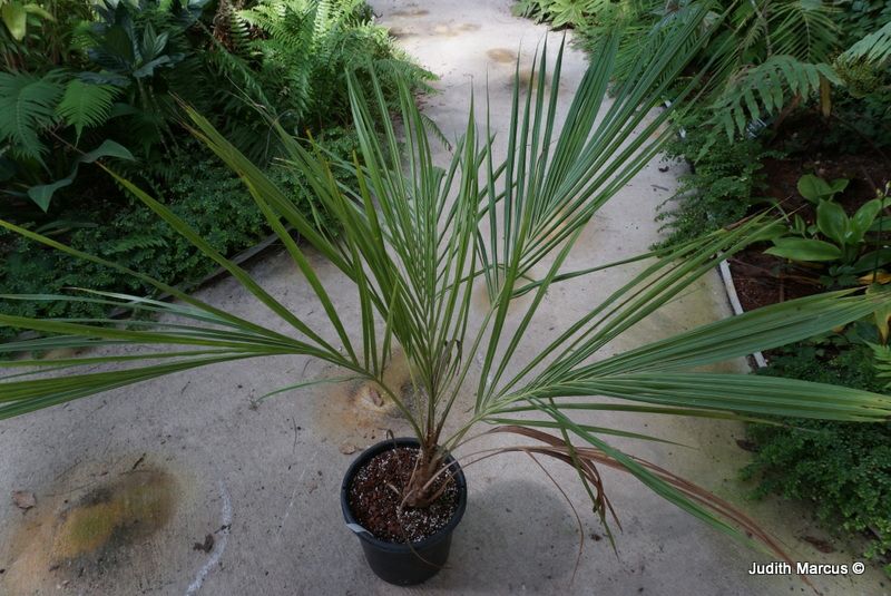 Beccariophoenix alfredii - High Plateau Coconut Palm, בקריופניקס אלפרד