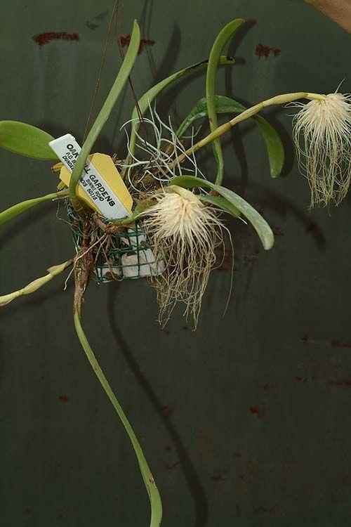 Bulbophyllum sp.