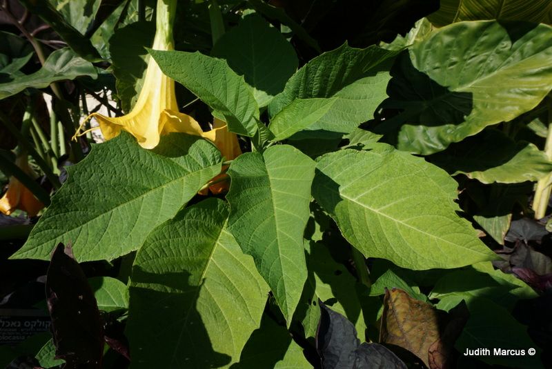 Brugmansia (yellow cv.) - ברוגמנסיה מכלוא צהוב