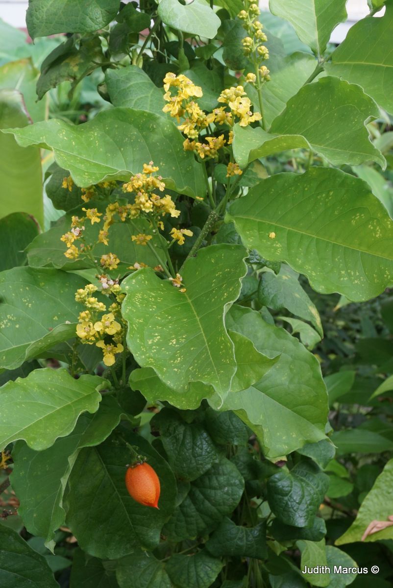 Bunchosia argentea - Silver Peanut Butter Fruit, בונכוסיה מכסיפה ("פרי חמאת הבוטנים"), פרי חמאת הבוטנים