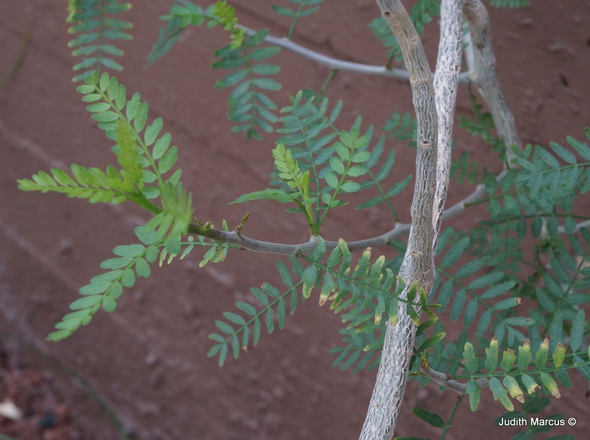 Bursera microphylla - בורסרה קטנת-עלים, בורסרה קטנת-עלים