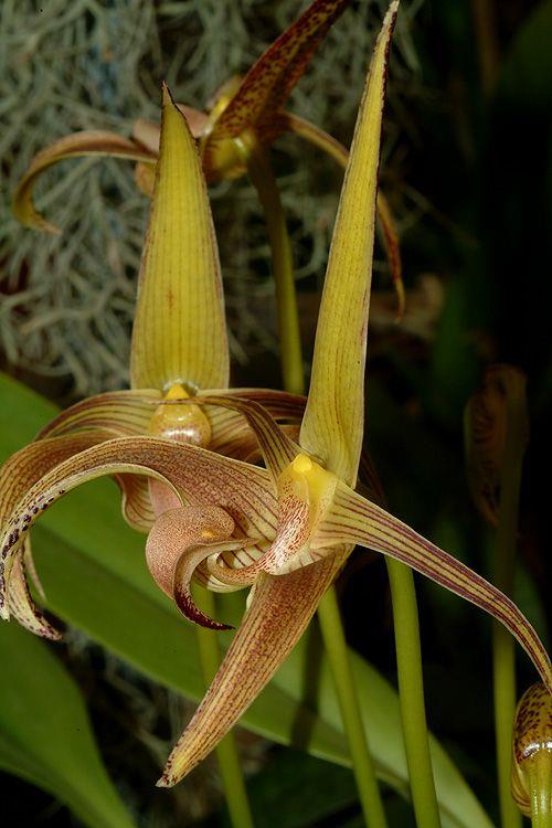 Bulbophyllum lobbii - Lobb's Bulbophyllum